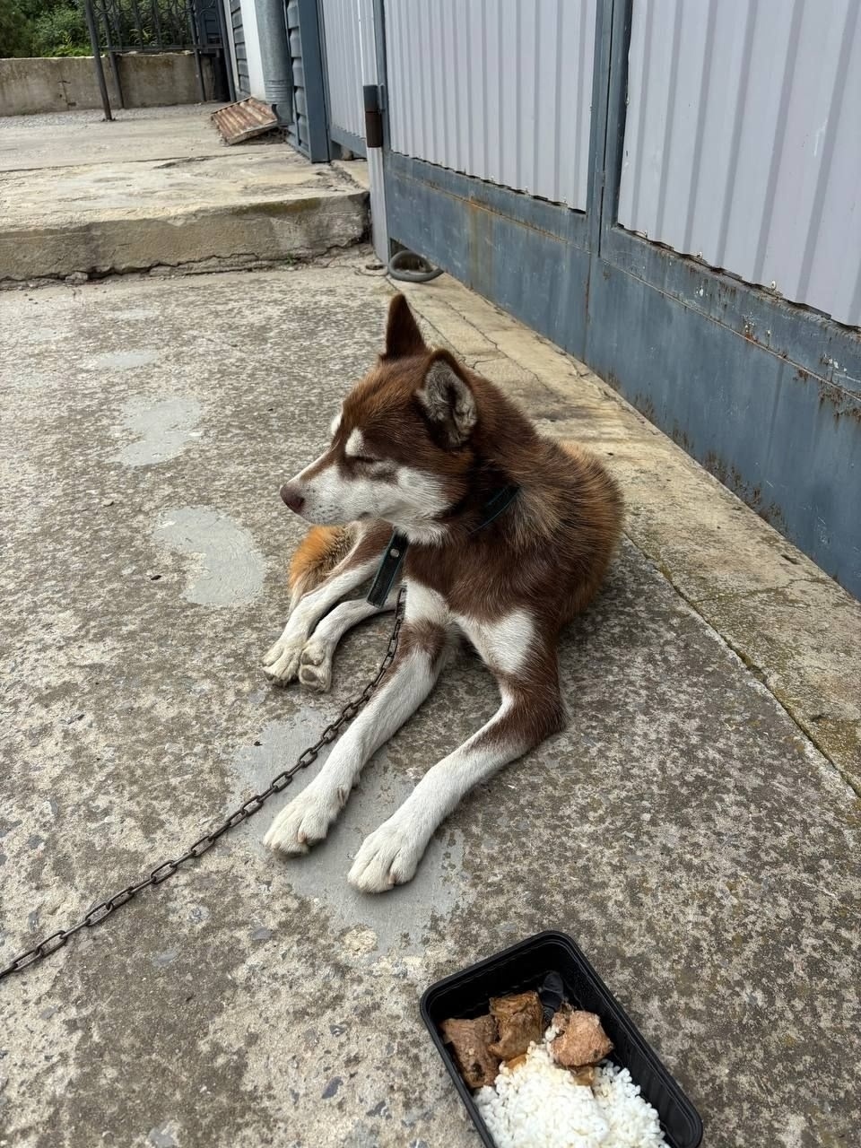 Найдена собака в Волгограде — фото объявления