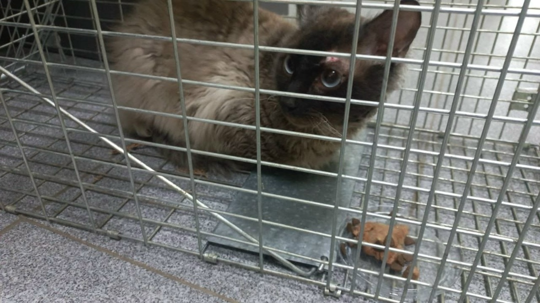 Найдена кошка в Волгограде — фото объявления