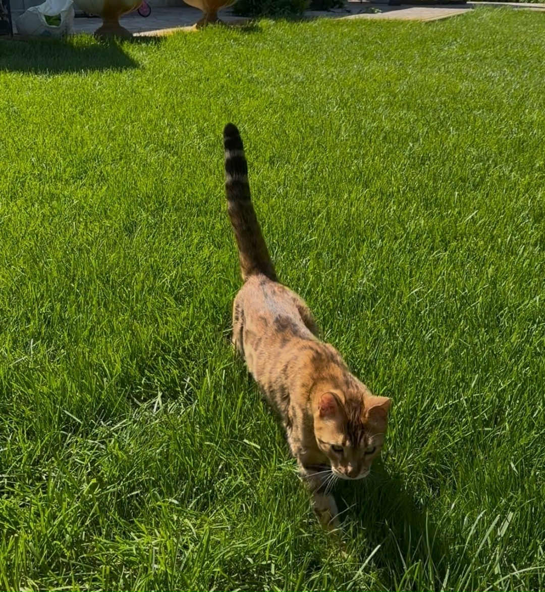 Пропала кошка в Волгограде — фото объявления
