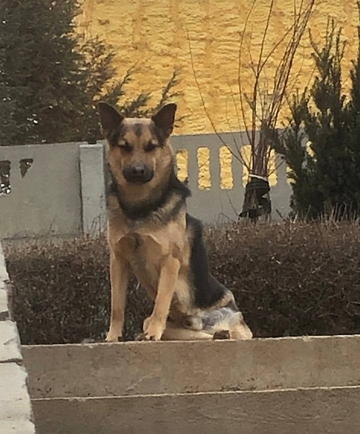 Пропала кошка в Волгограде — фото объявления