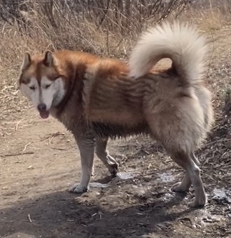 Пропала собака в Волгограде — фото объявления
