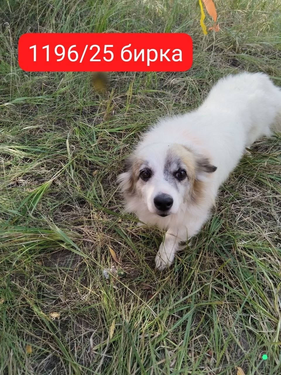 Пропала собака в Волгограде — фото объявления