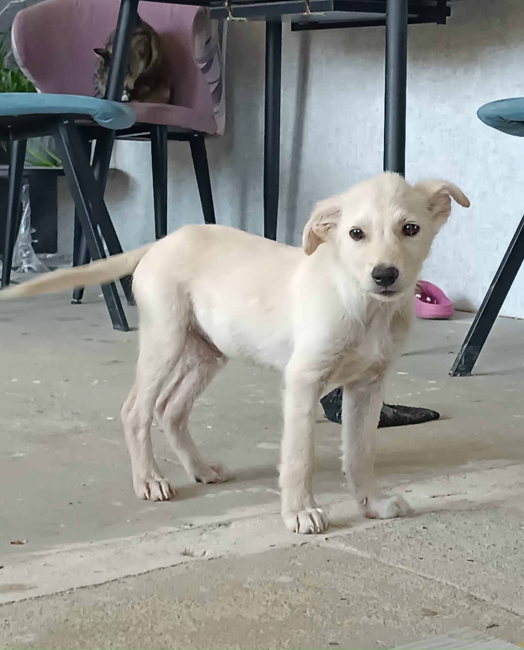 Найдена собака в Волгограде — фото объявления