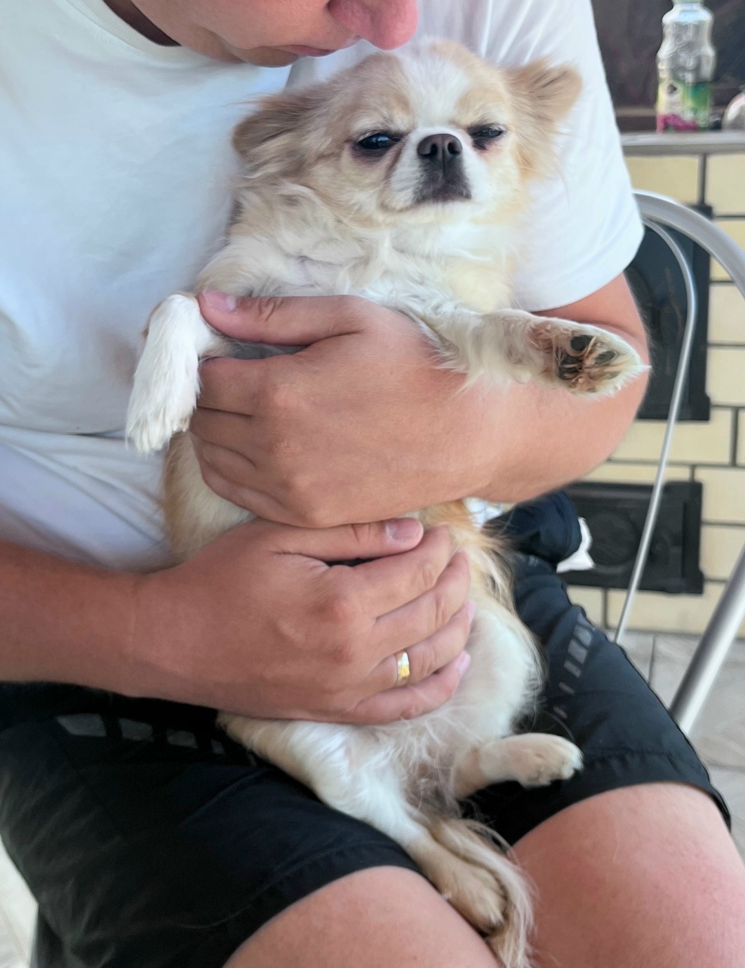 Найдена собака в Волгограде — фото объявления