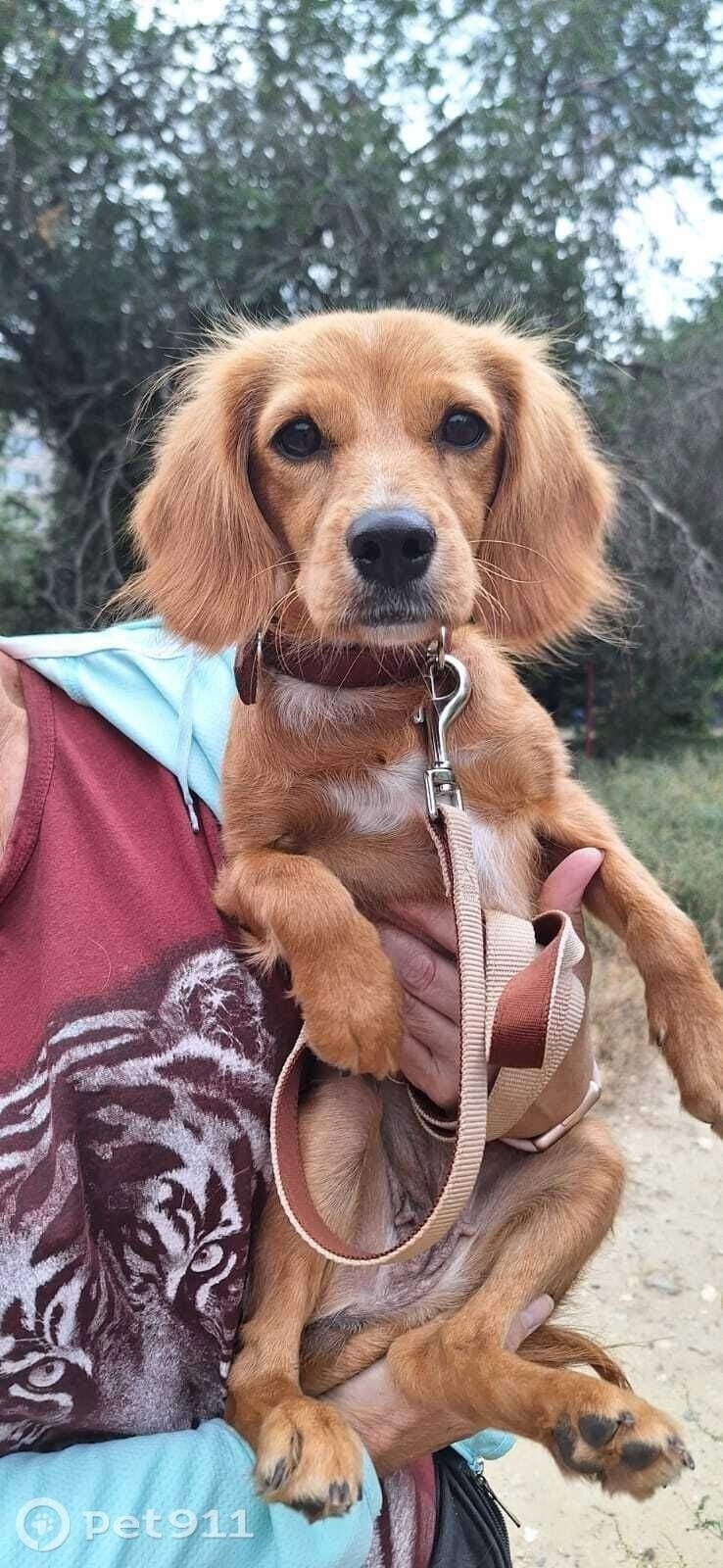 Найдена собака в Волгограде — фото объявления