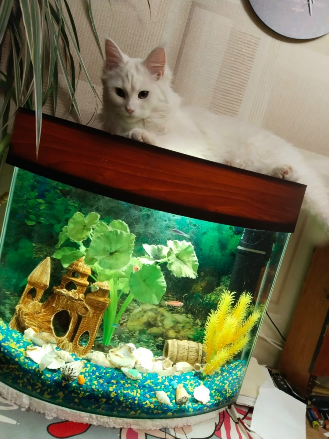 Пропала кошка в Волгограде — фото объявления