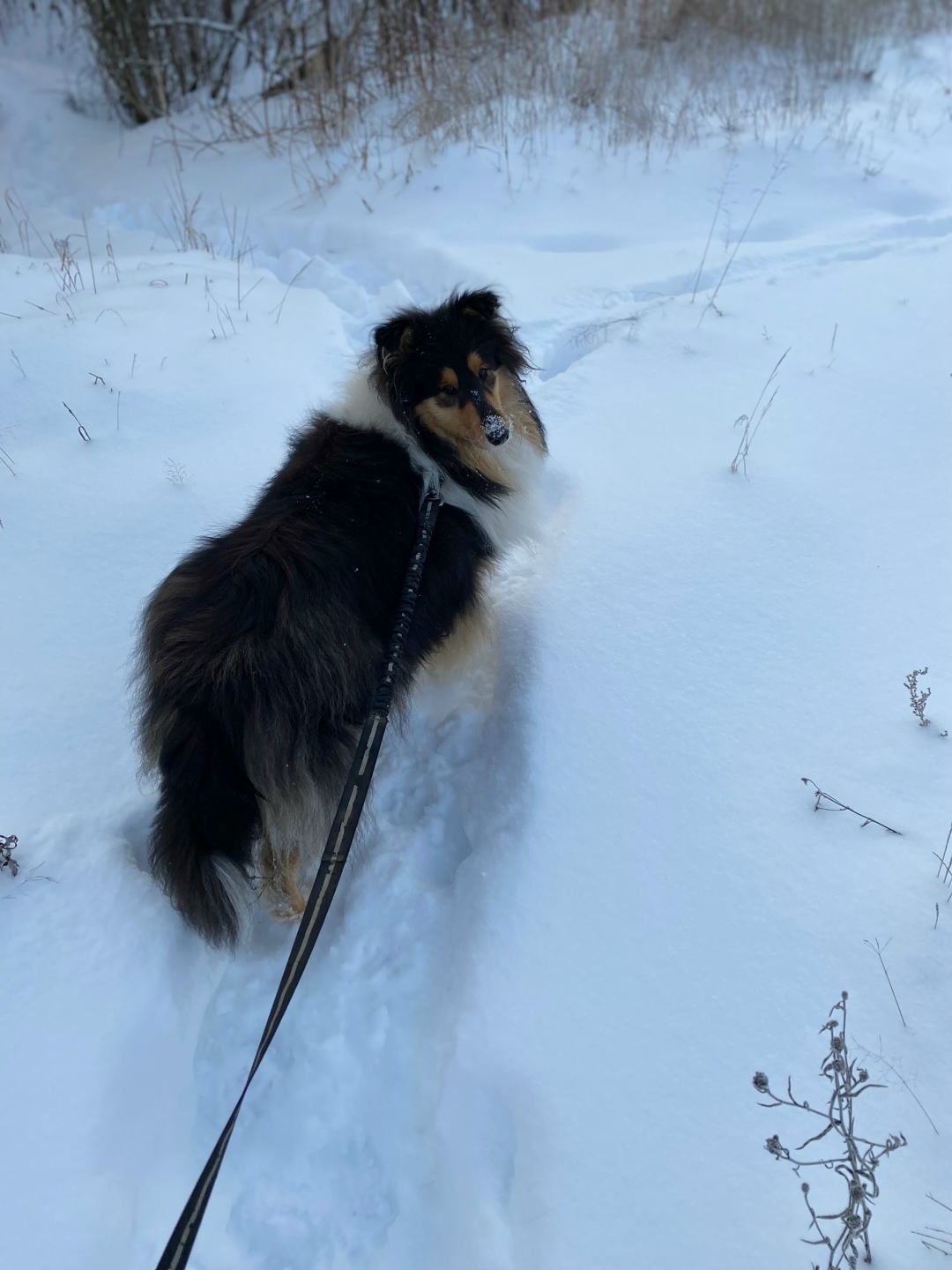 Пропала собака в Волгограде — фото объявления