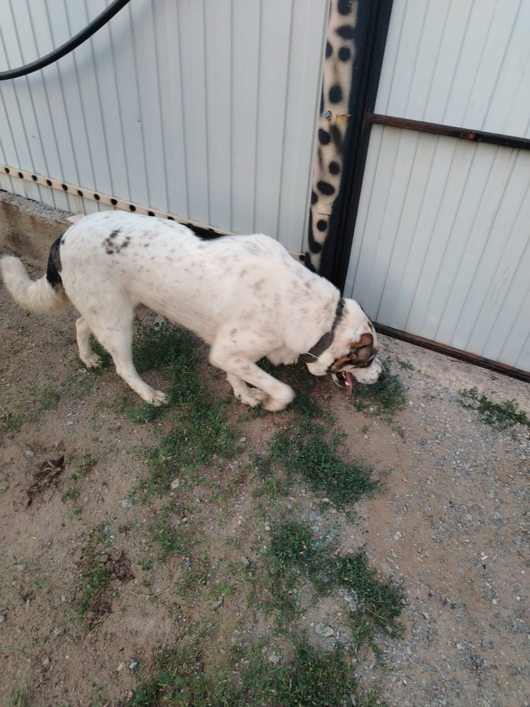 Найдена собака в Волгограде — фото объявления