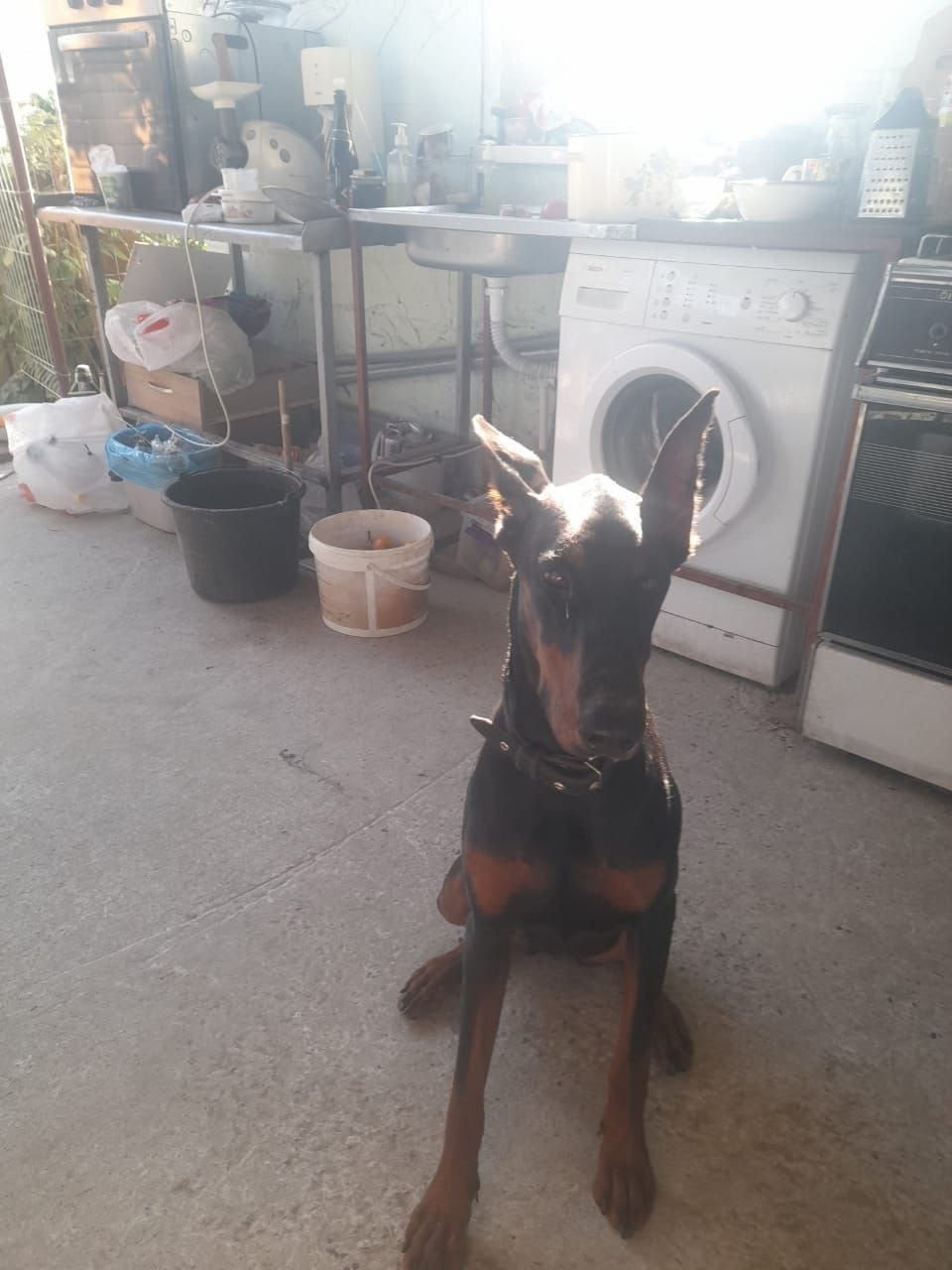 Найдена собака в Волгограде — фото объявления