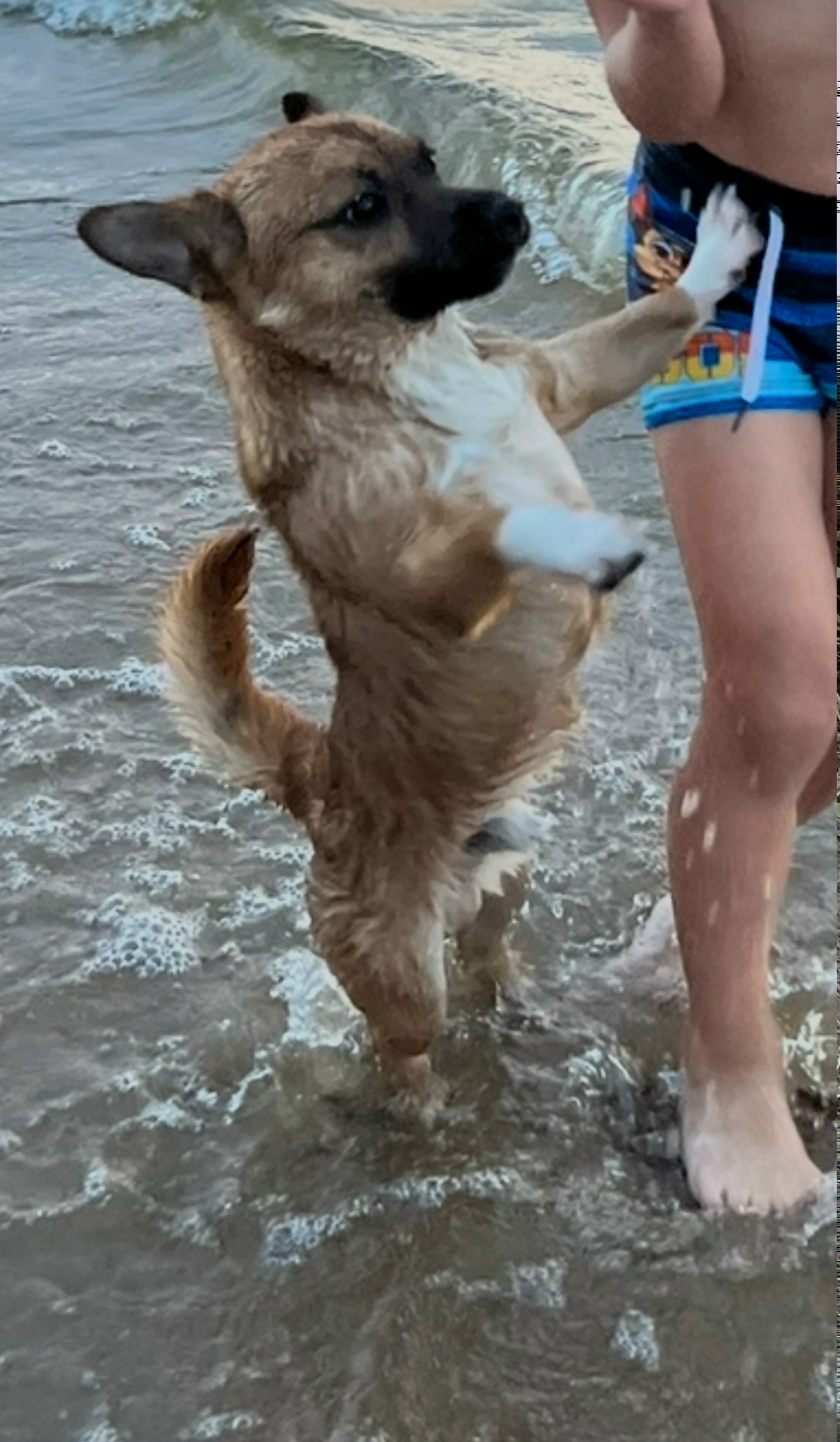 Пропала собака в Волгограде — фото объявления