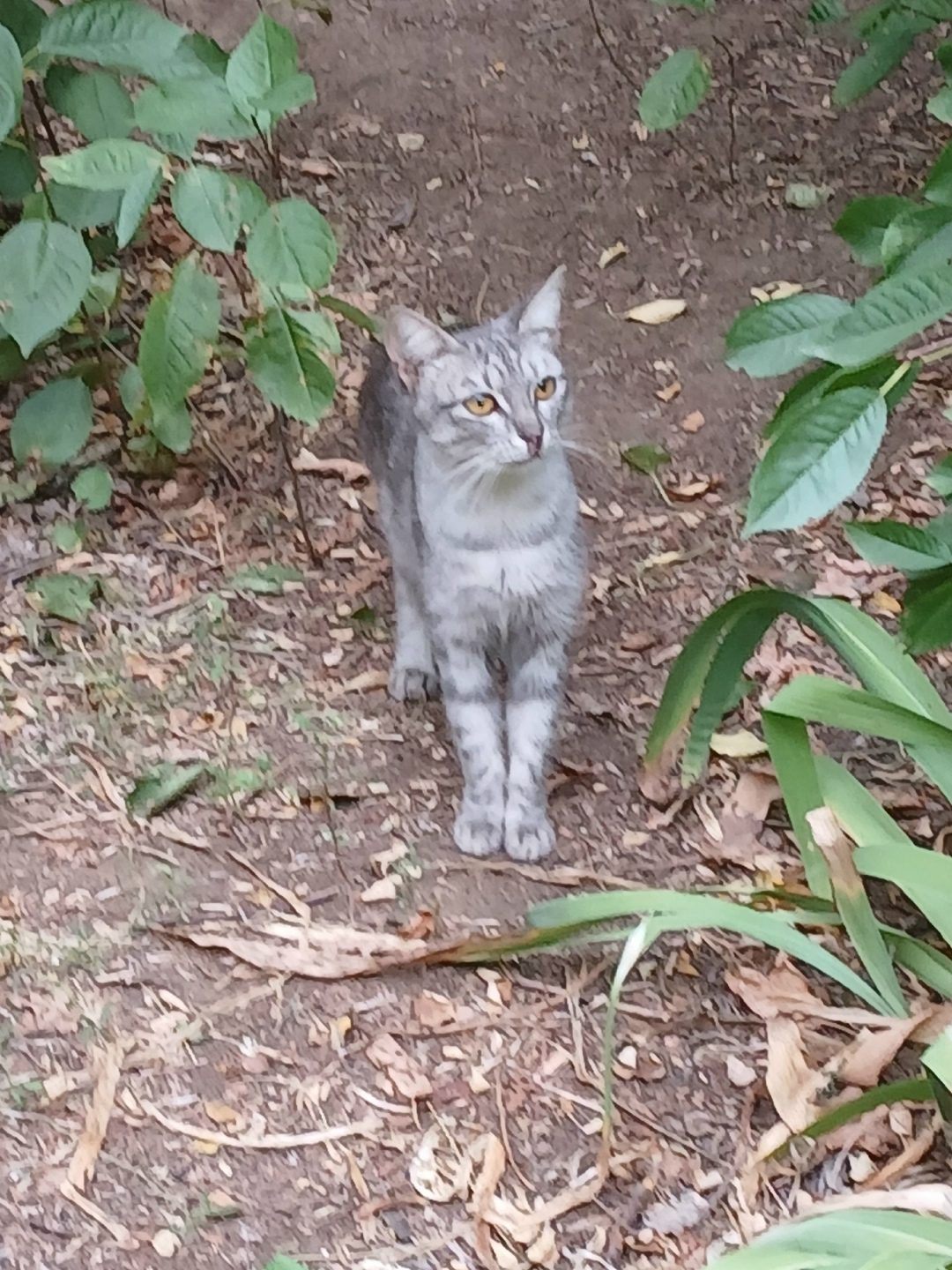 Найдена кошка в Волгограде — фото объявления