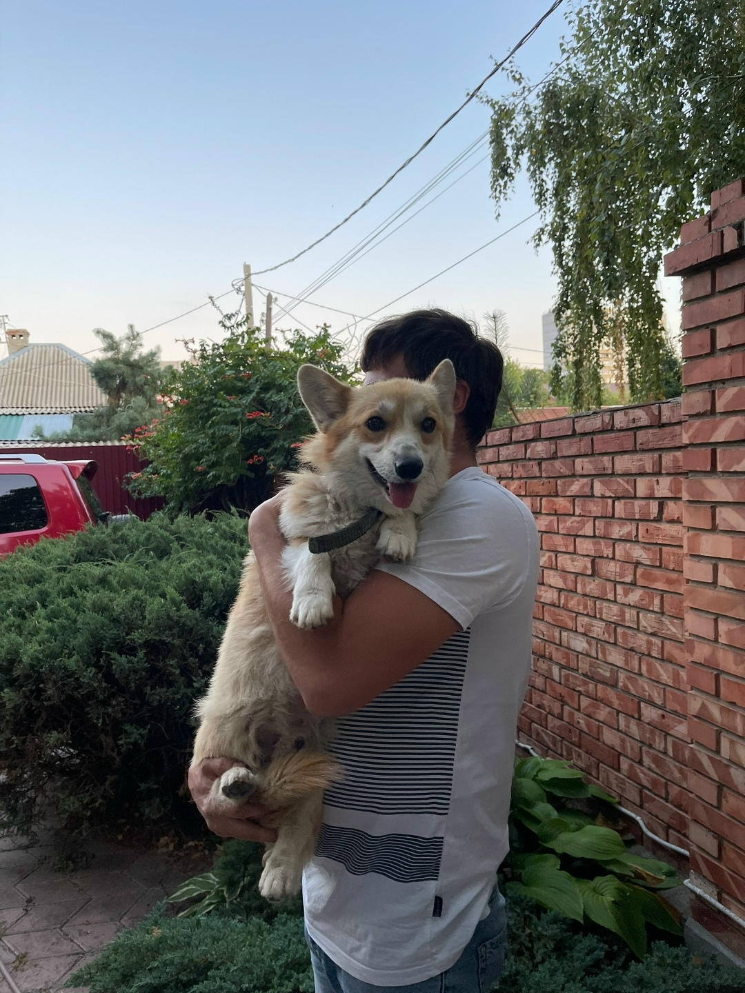 Найдена собака в Волгограде — фото объявления