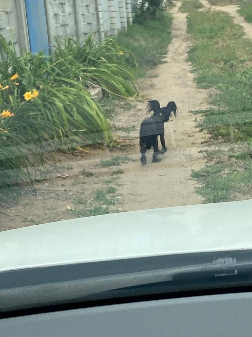 Пропала собака в Волгограде — фото объявления