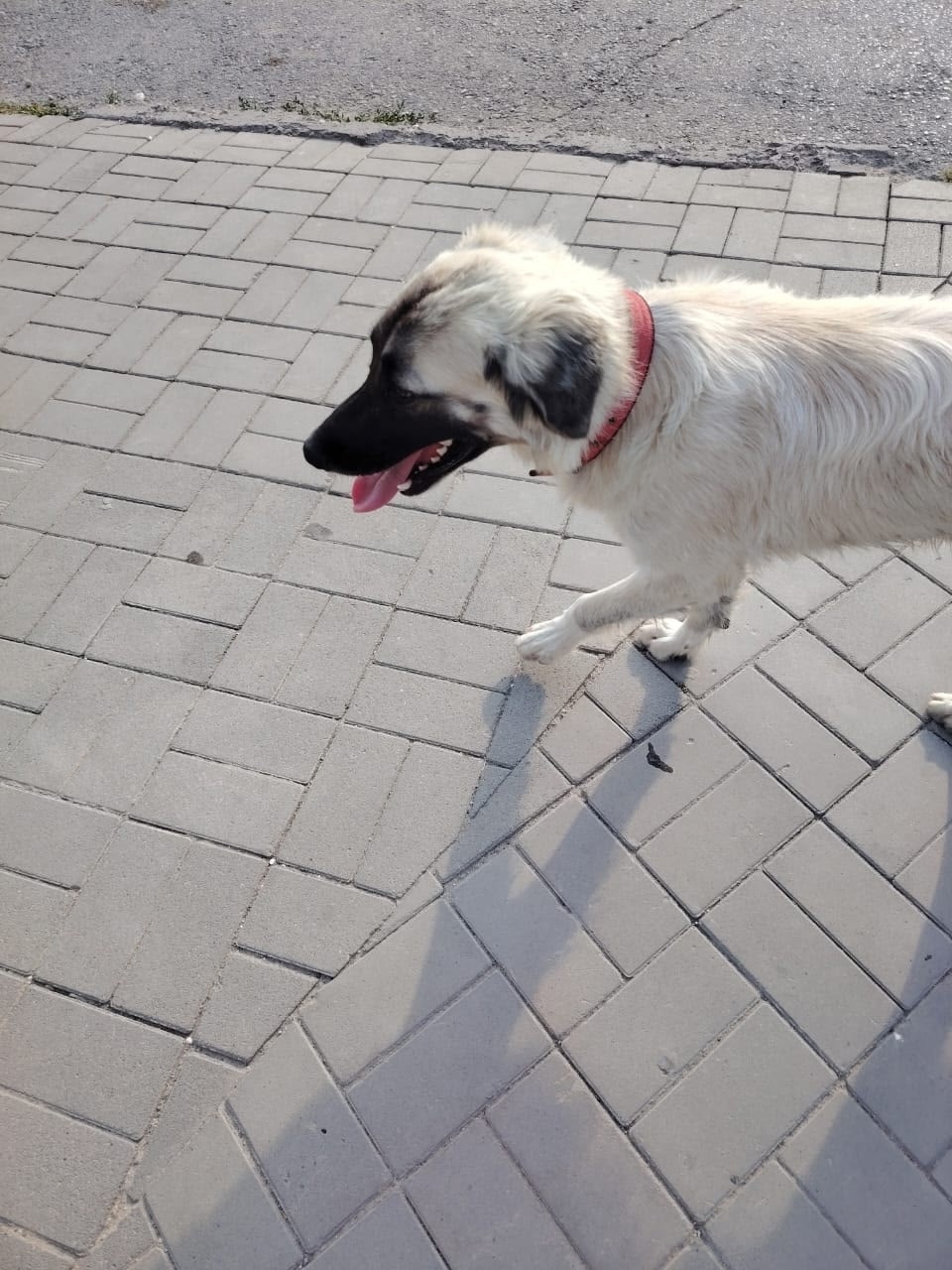 Пропала собака в Волгограде — фото объявления