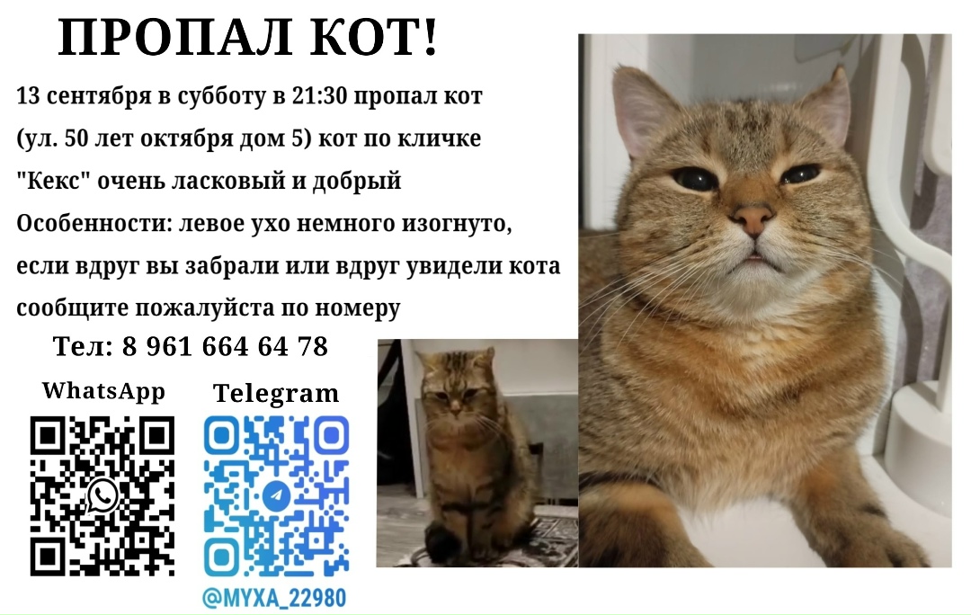 Пропала кошка в Волгограде — фото объявления