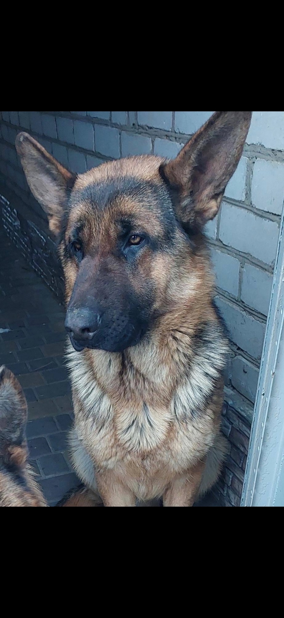 Пропала собака в Волгограде — фото объявления