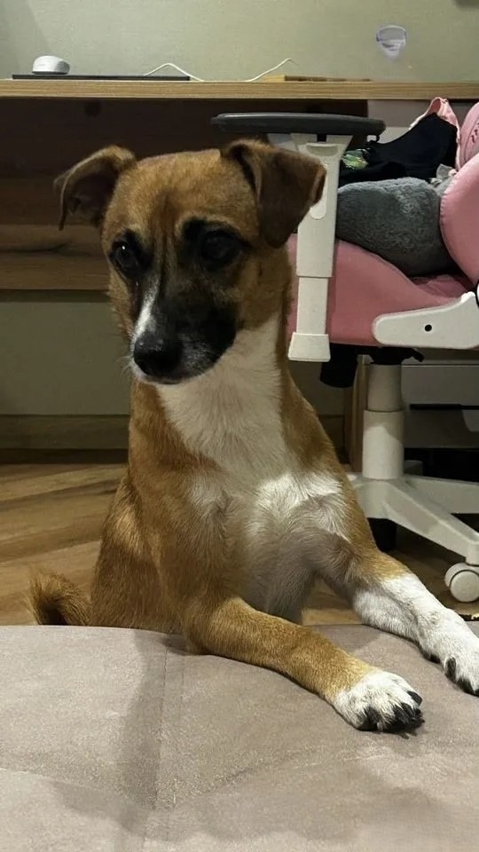 Найдена собака в Волгограде — фото объявления