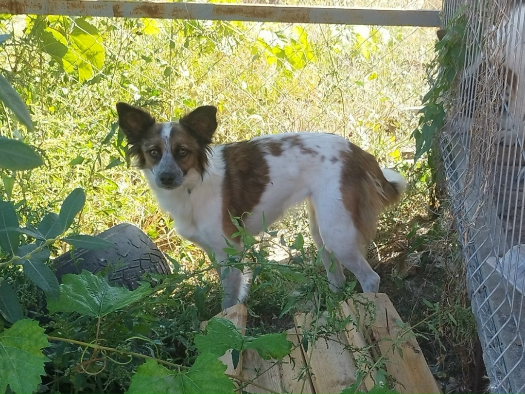 Найдена собака в Волгограде — фото объявления