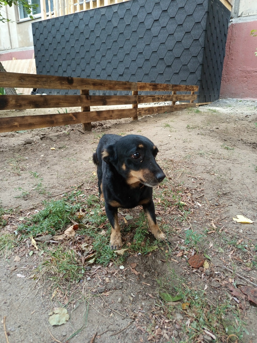 Пропала собака в Волгограде — фото объявления