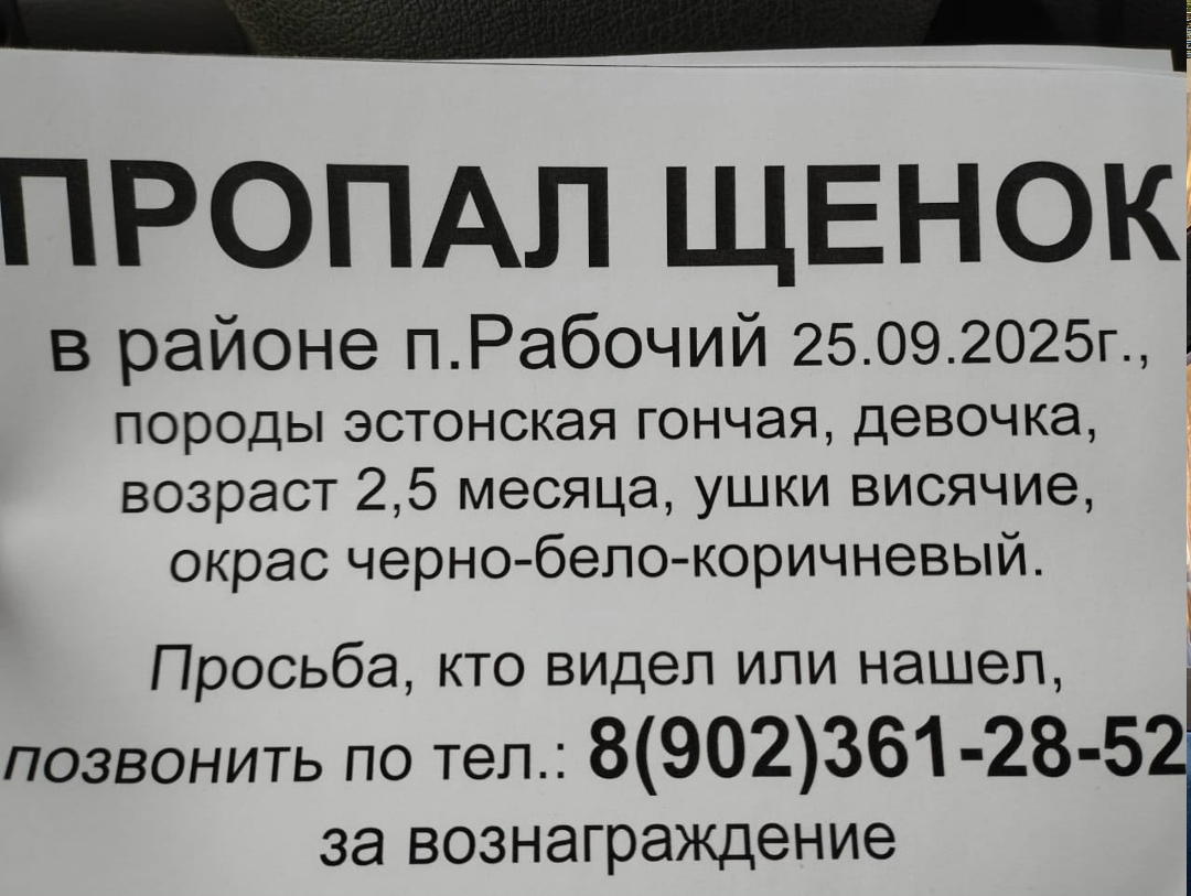 Пропала собака в Волгограде — фото объявления