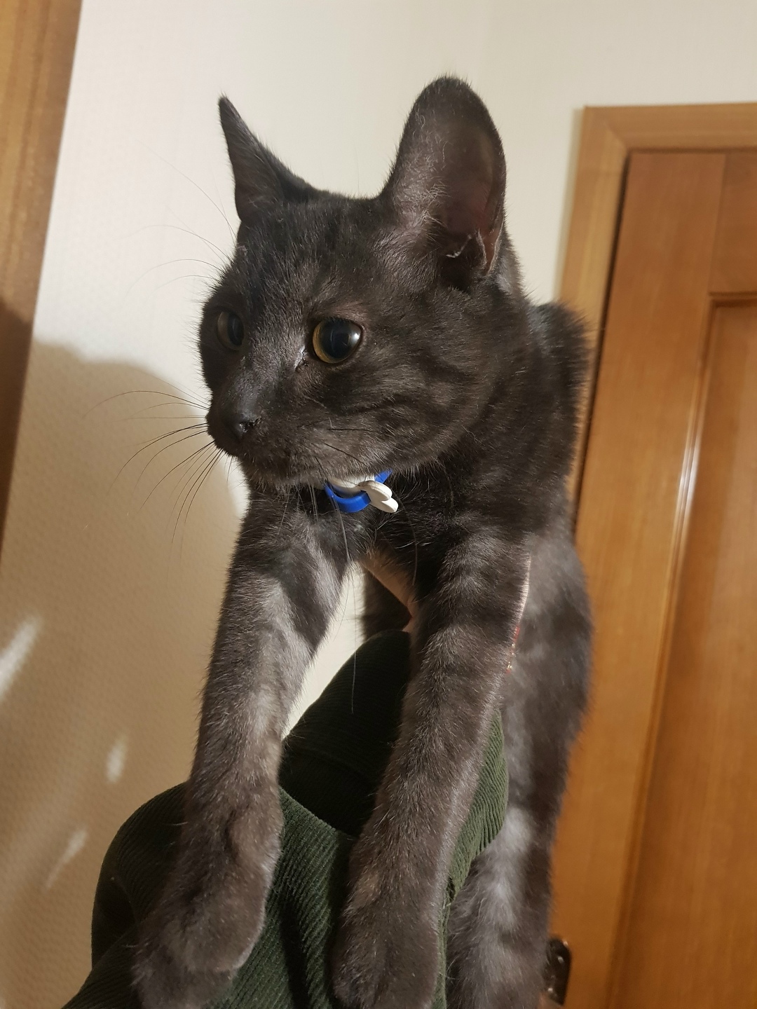 Найдена кошка в Волгограде — фото объявления