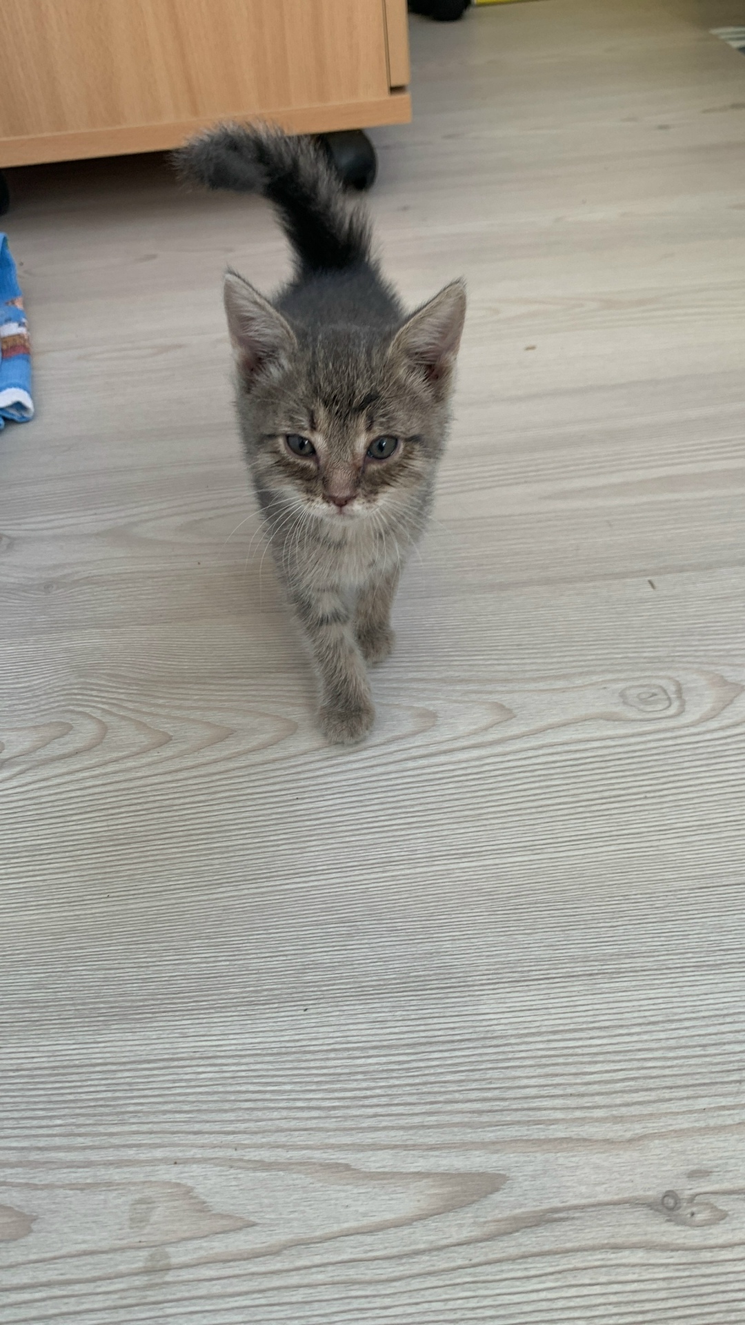 Пропала собака в Волгограде — фото объявления