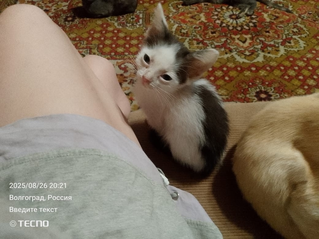 Найдена собака в Волгограде — фото объявления