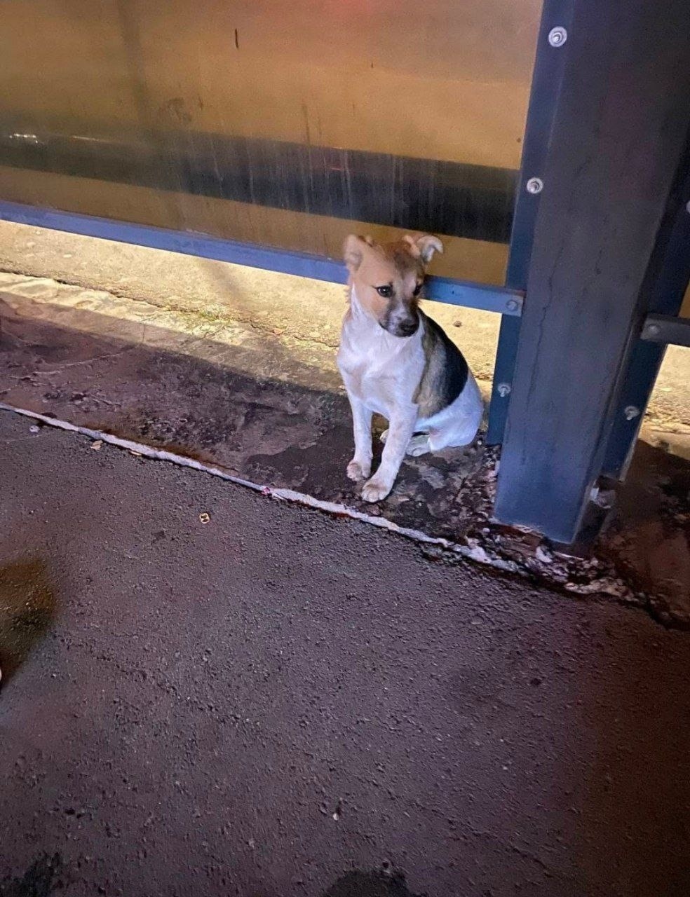 Найдена собака в Волгограде — фото объявления