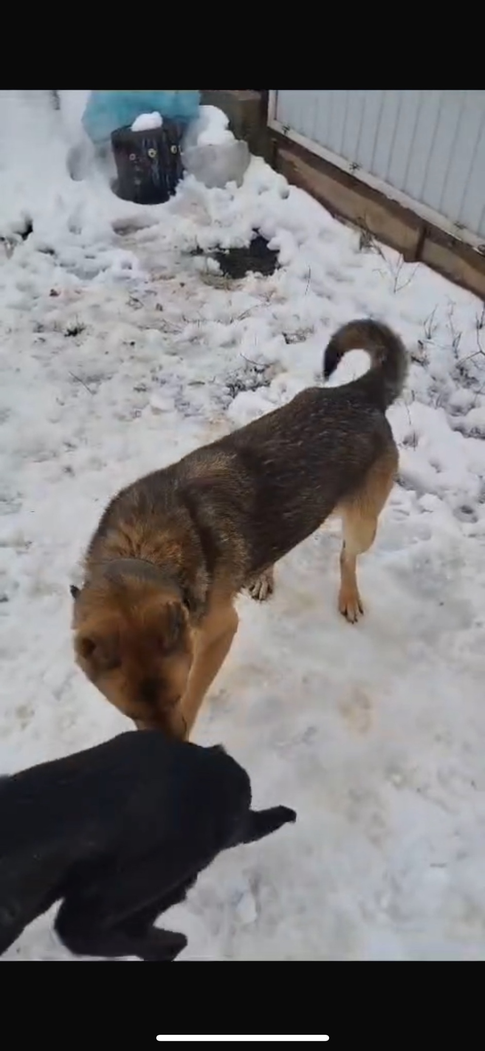 Пропала собака в Волгограде — фото объявления