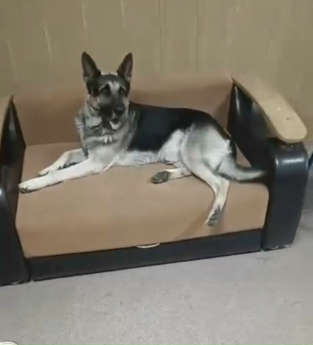 Найдена собака в Волгограде — фото объявления