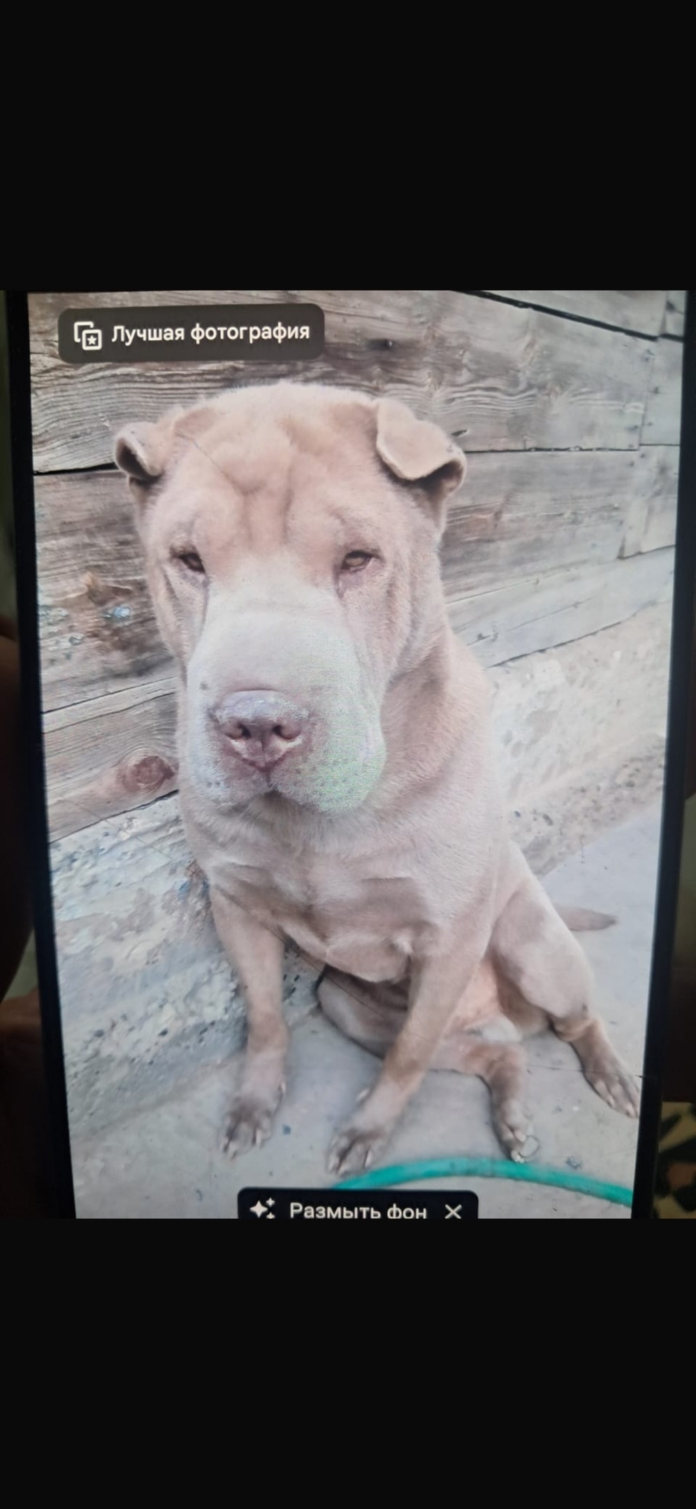 Пропала собака в Волгограде — фото объявления
