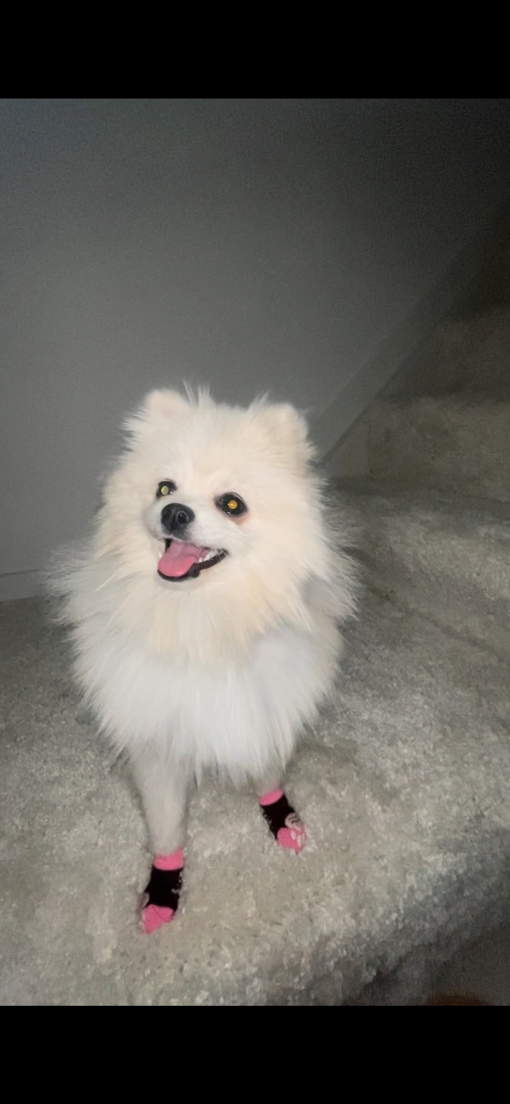 Пропала собака в Волгограде — фото объявления