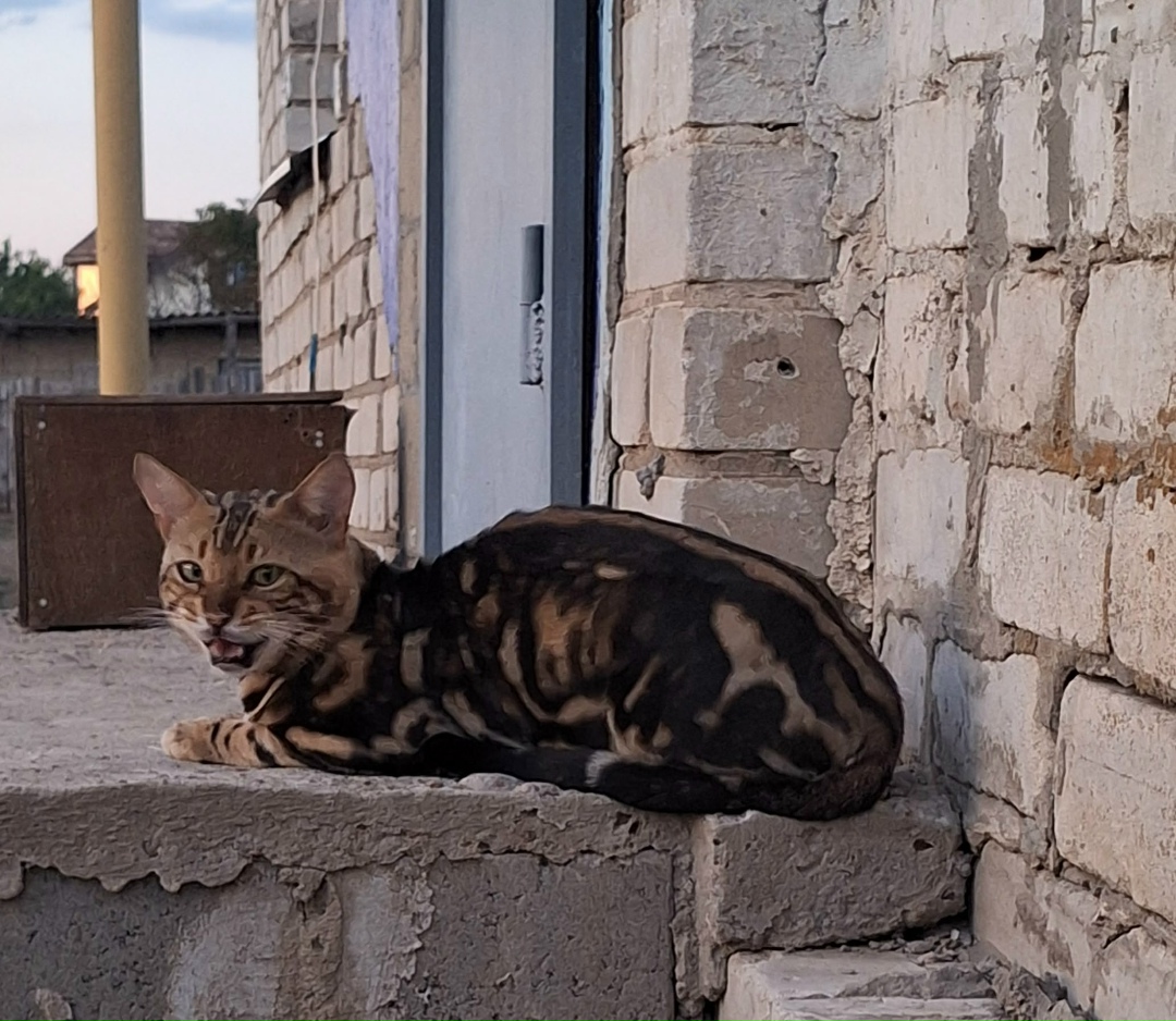 Пропала кошка в Волгограде — фото объявления