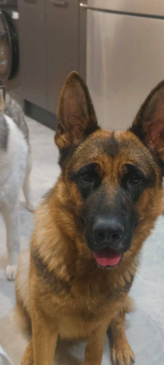 Пропала собака в Волгограде — фото объявления