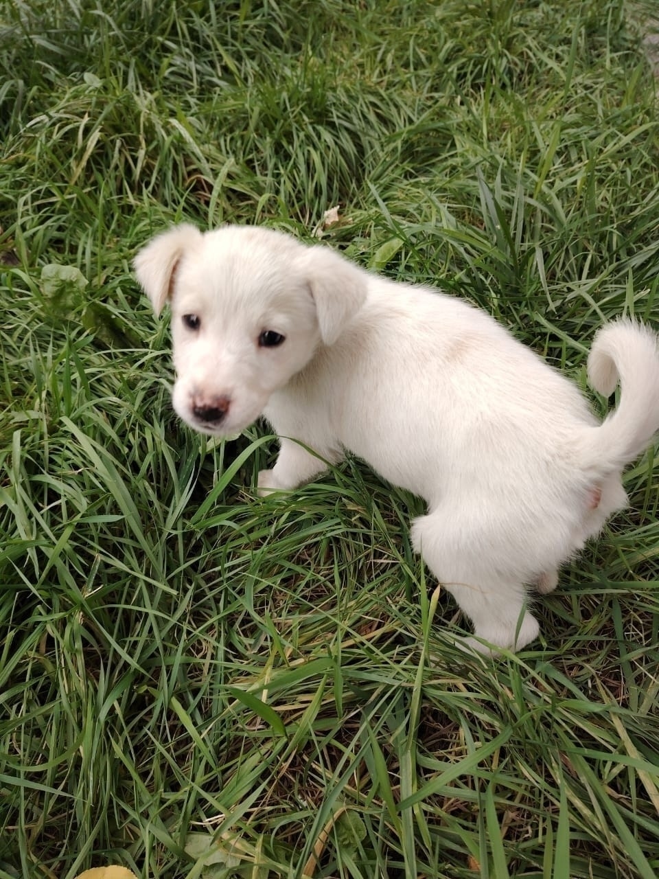 Найдена собака в Волгограде — фото объявления