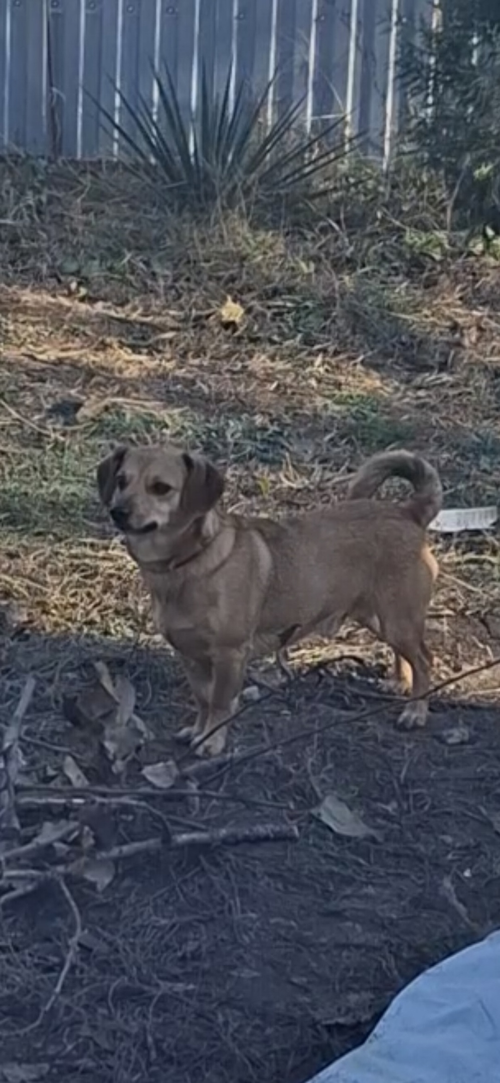 Пропала собака в Волгограде — фото объявления