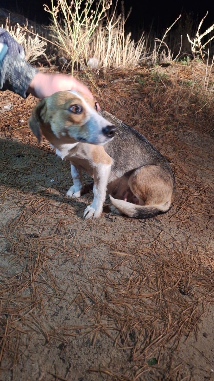 Найдена собака в Волгограде — фото объявления
