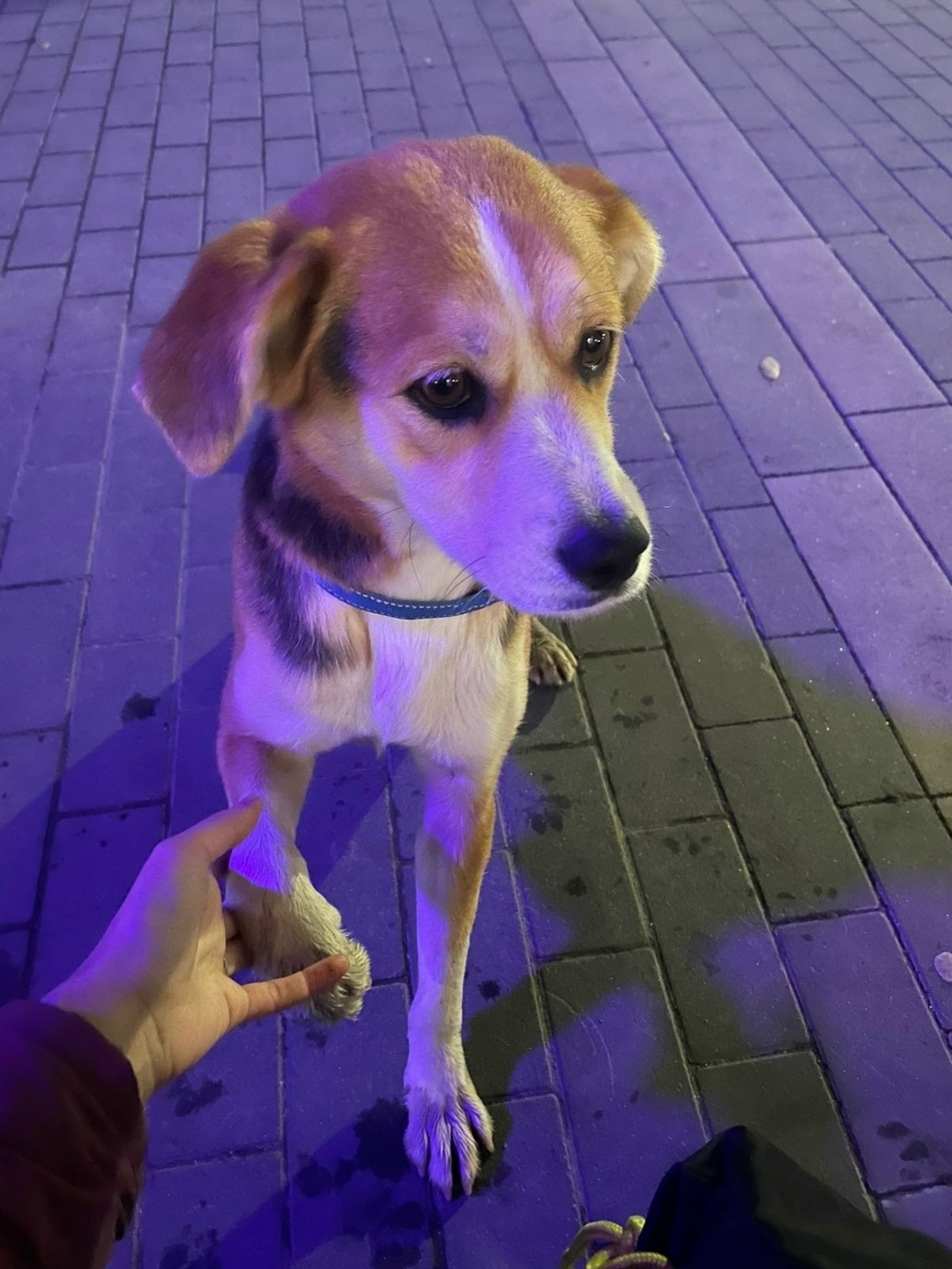 Пропала собака в Волгограде — фото объявления