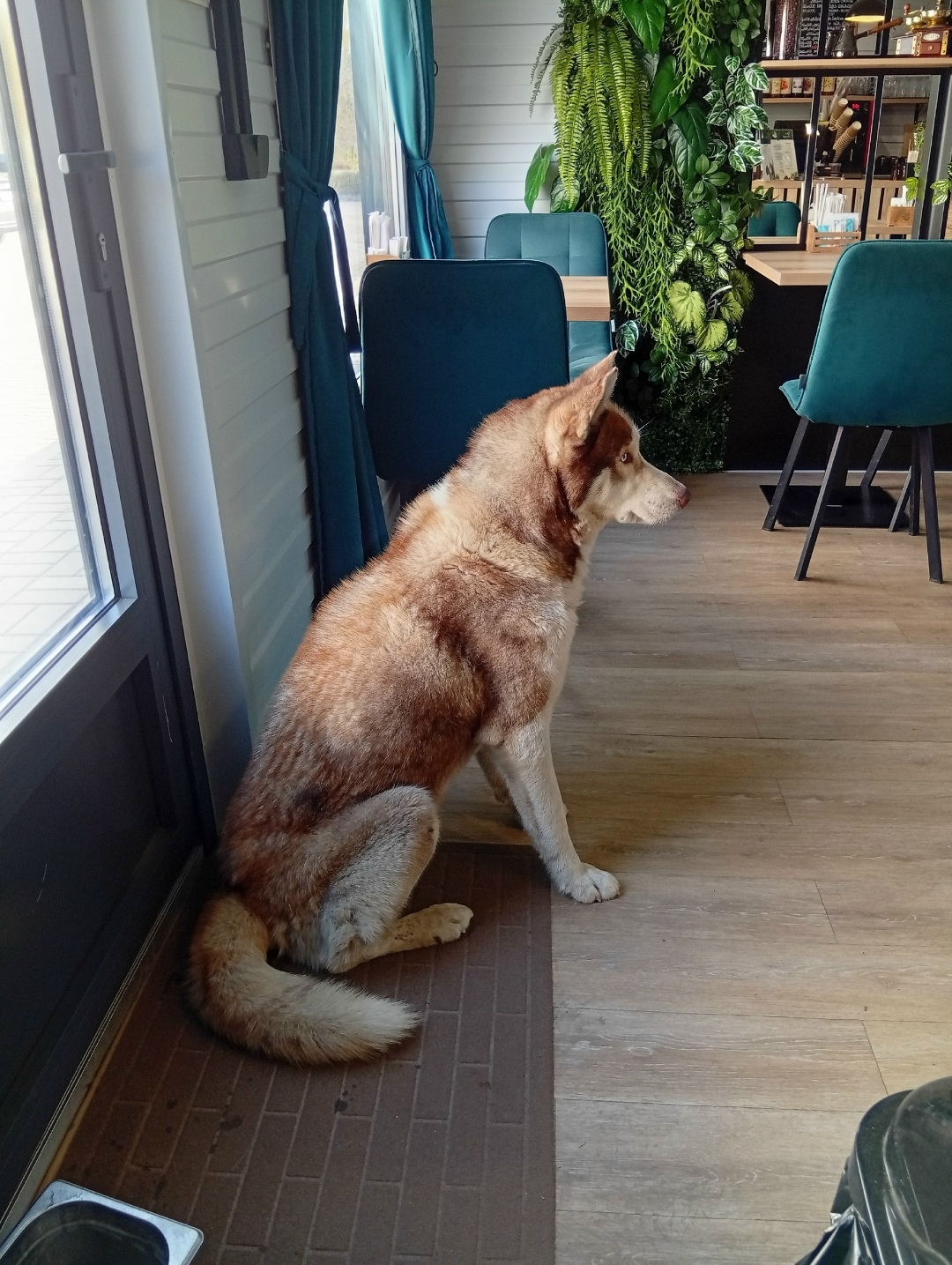 Пропала собака в Волгограде — фото объявления