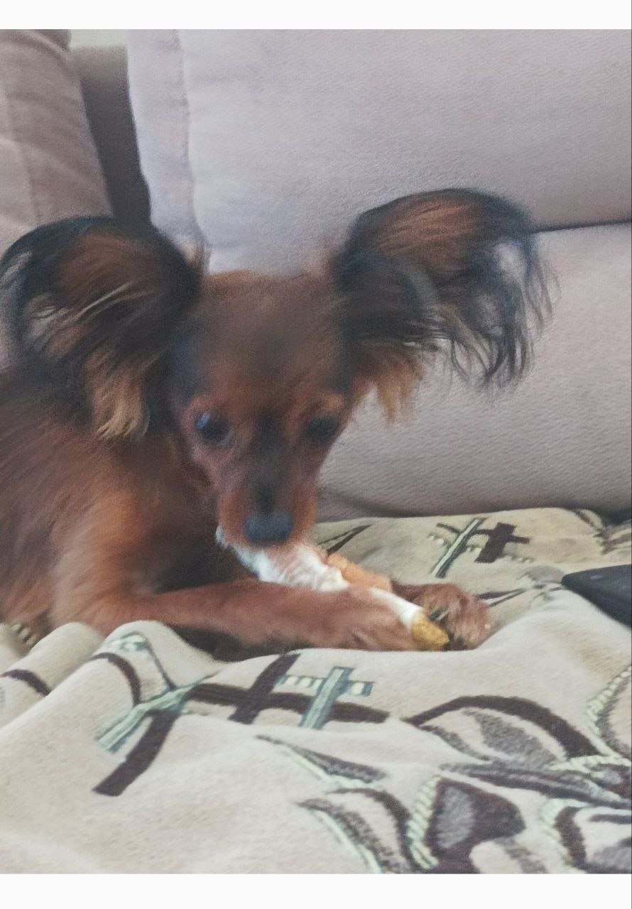 Пропала собака в Волгограде — фото объявления