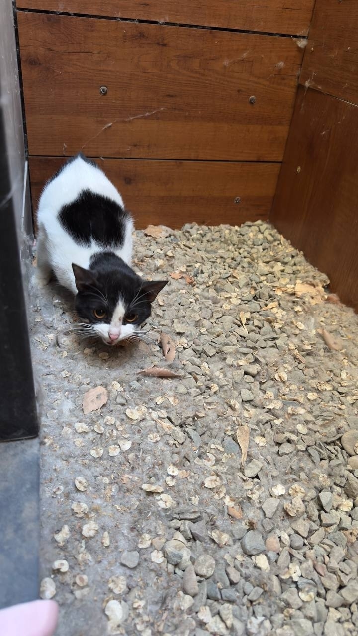 Найдена кошка в Волгограде — фото объявления