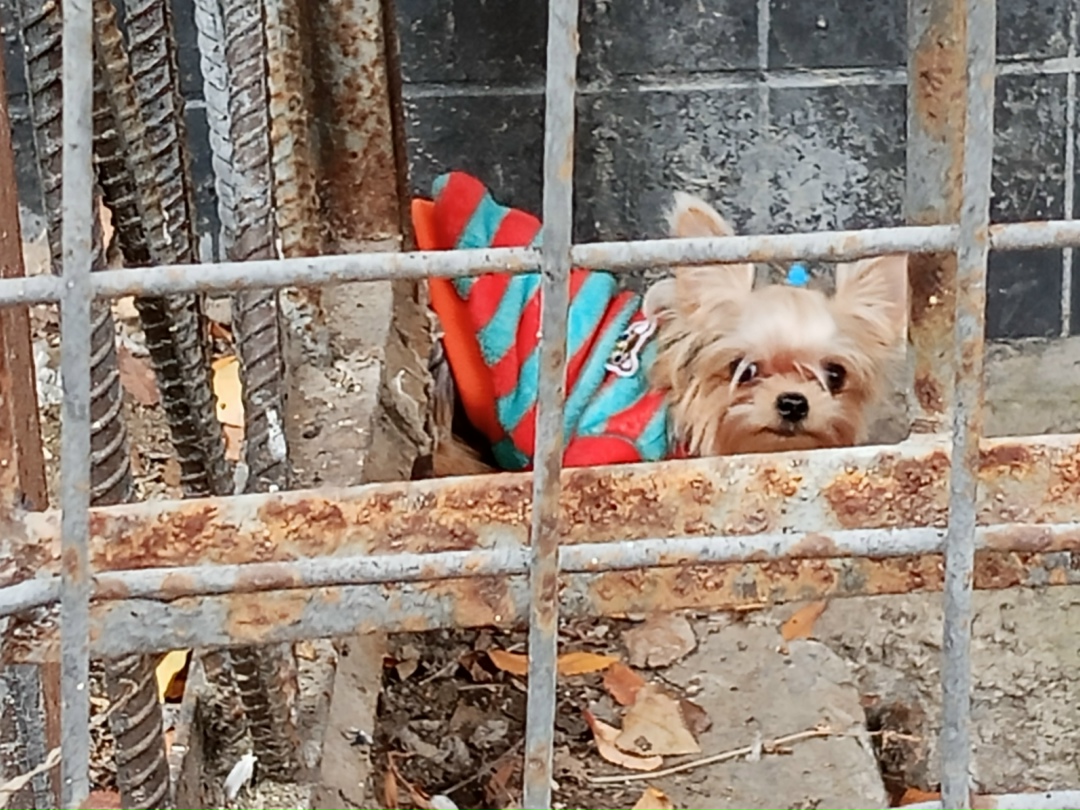 Найдена собака в Волгограде — фото объявления