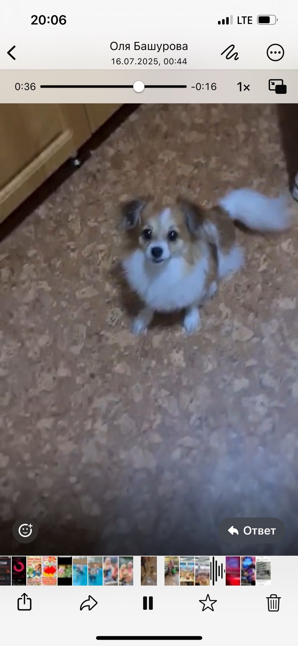 Пропала собака в Волгограде — фото объявления