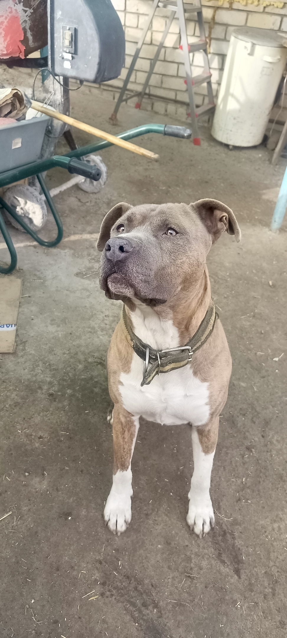 Пропала собака в Волгограде — фото объявления