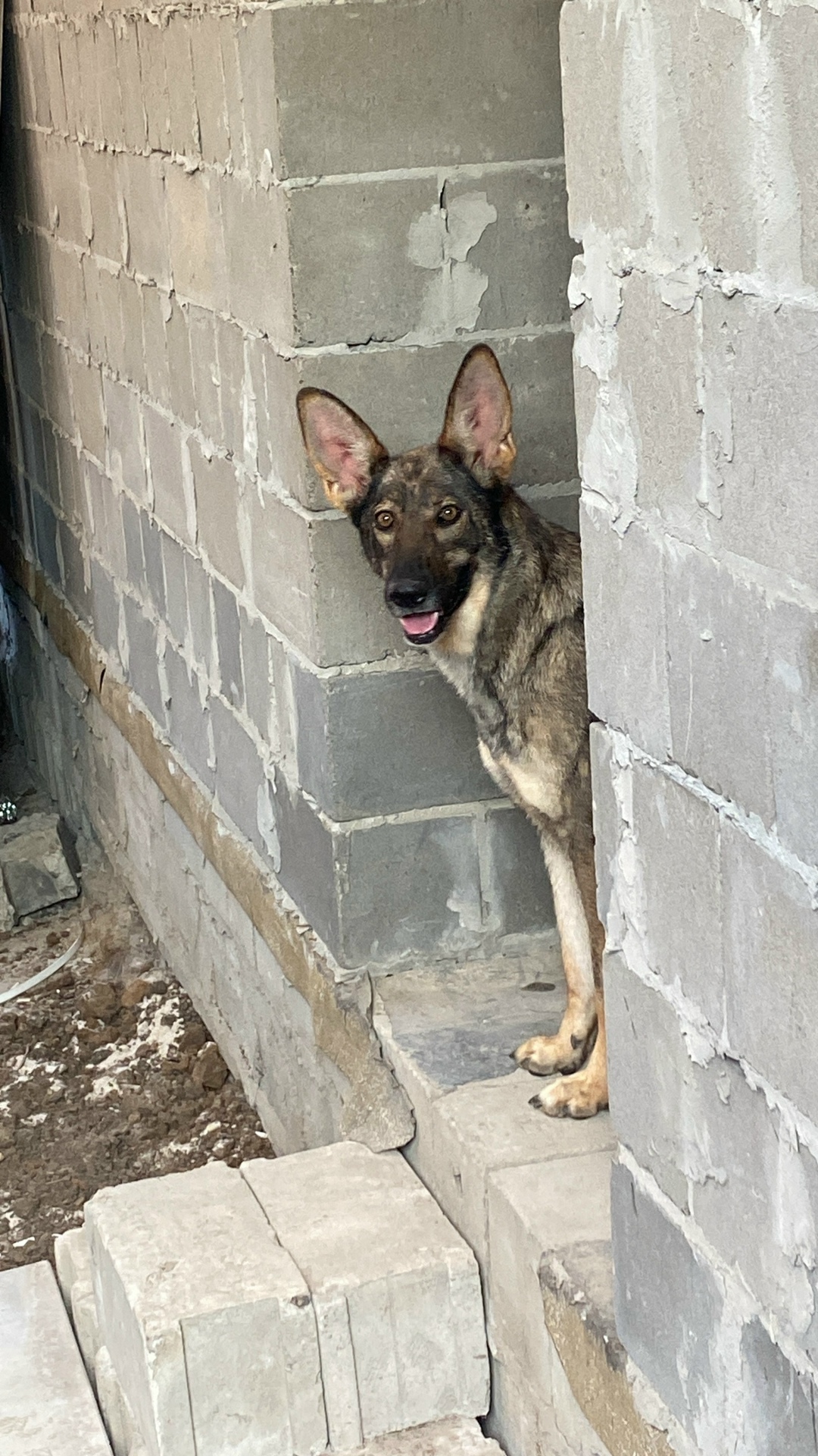 Пропала собака в Волгограде — фото объявления