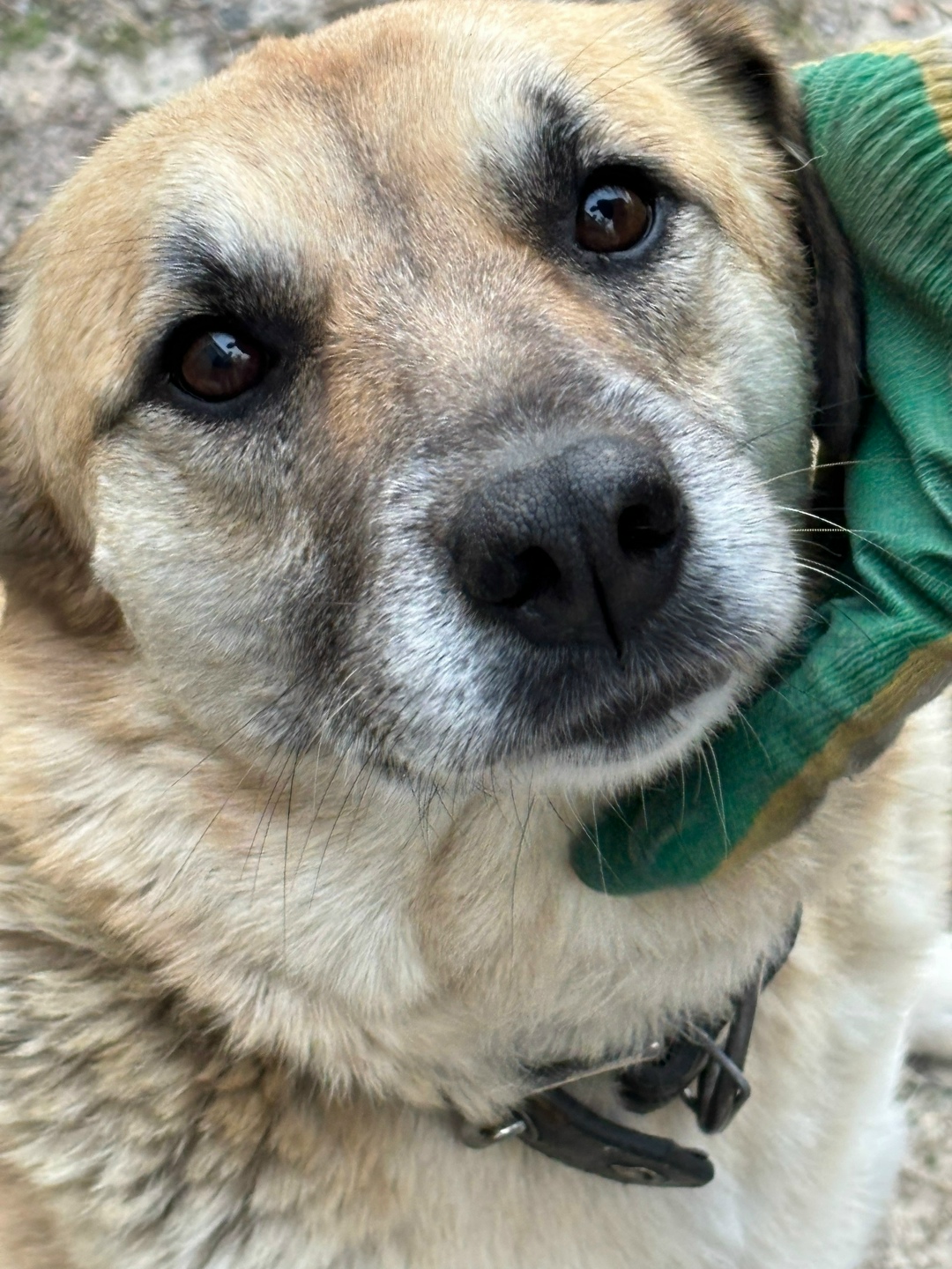 Пропала собака в Волгограде — фото объявления