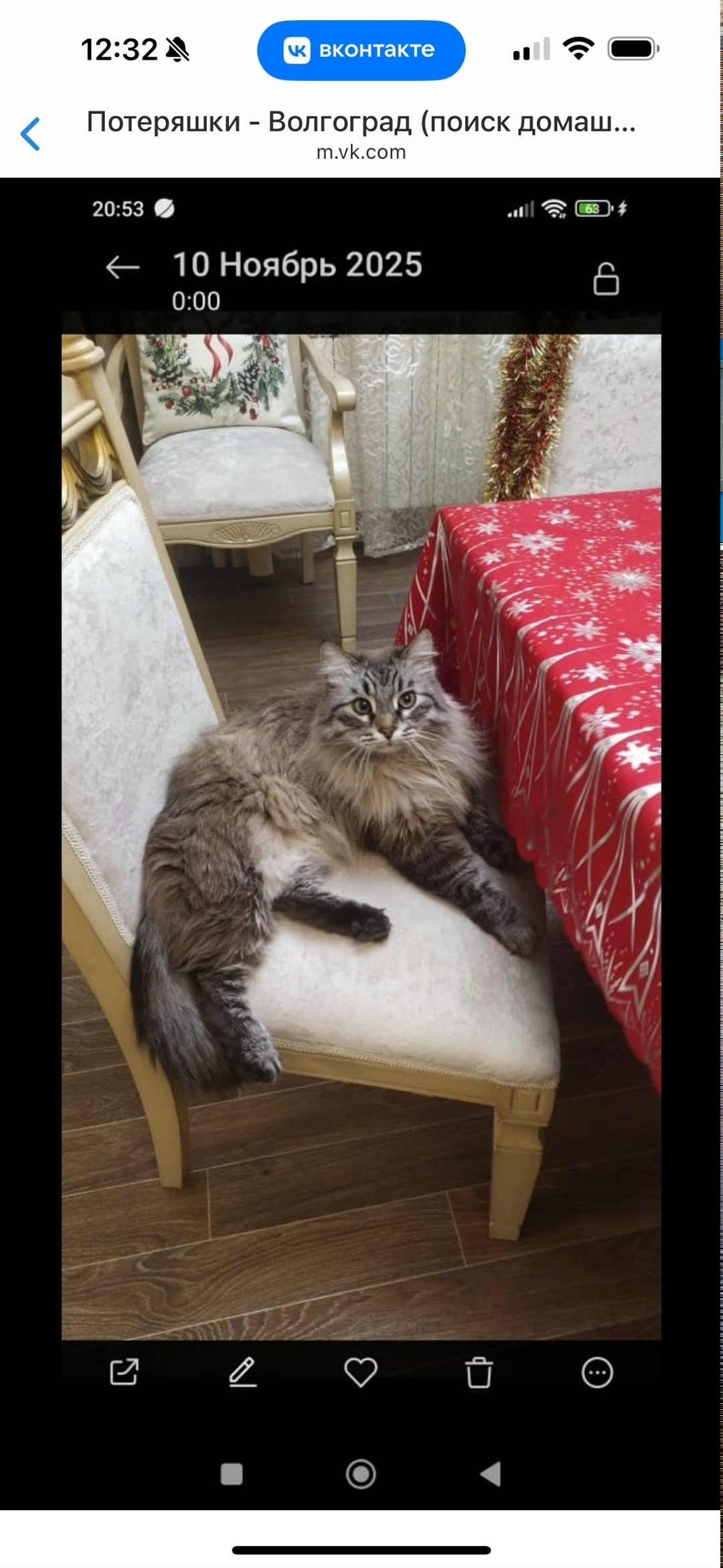 Пропала кошка в Волгограде — фото объявления