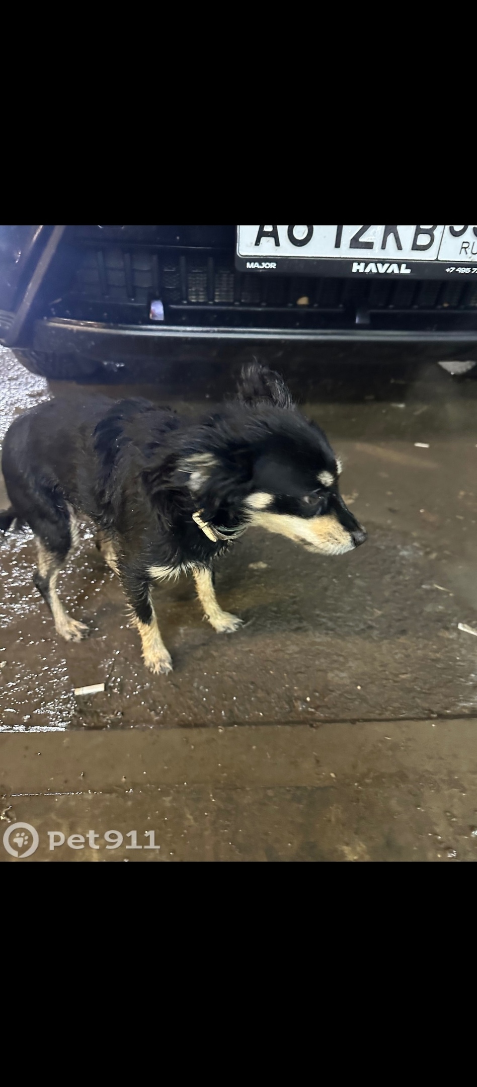 Найдена собака в Волгограде — фото объявления