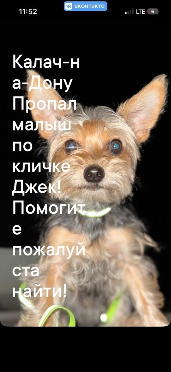 Пропала собака в Волгограде — фото объявления