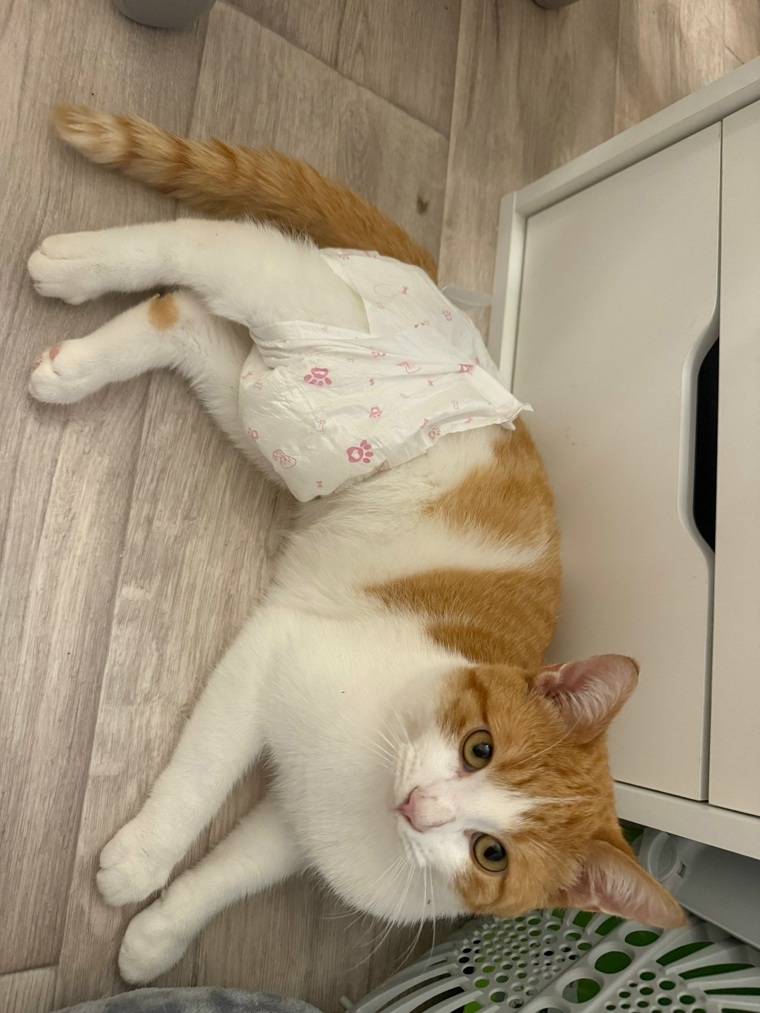 Пропала кошка в Волгограде — фото объявления